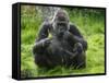 Western Lowland Gorilla Mother Feeding with Baby Investigating Grass. Captive, France-Eric Baccega-Framed Stretched Canvas