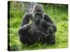 Western Lowland Gorilla Mother Feeding with Baby Investigating Grass. Captive, France-Eric Baccega-Stretched Canvas