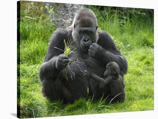 Western Lowland Gorilla Mother Feeding with Baby Investigating Grass. Captive, France-Eric Baccega-Stretched Canvas