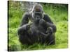 Western Lowland Gorilla Mother Feeding with Baby Investigating Grass. Captive, France-Eric Baccega-Stretched Canvas