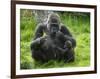 Western Lowland Gorilla Mother Feeding with Baby Investigating Grass. Captive, France-Eric Baccega-Framed Premium Photographic Print