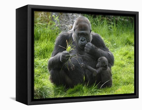 Western Lowland Gorilla Mother Feeding with Baby Investigating Grass. Captive, France-Eric Baccega-Framed Stretched Canvas