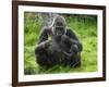 Western Lowland Gorilla Mother Feeding with Baby Investigating Grass. Captive, France-Eric Baccega-Framed Photographic Print