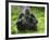 Western Lowland Gorilla Mother Feeding with Baby Investigating Grass. Captive, France-Eric Baccega-Framed Photographic Print