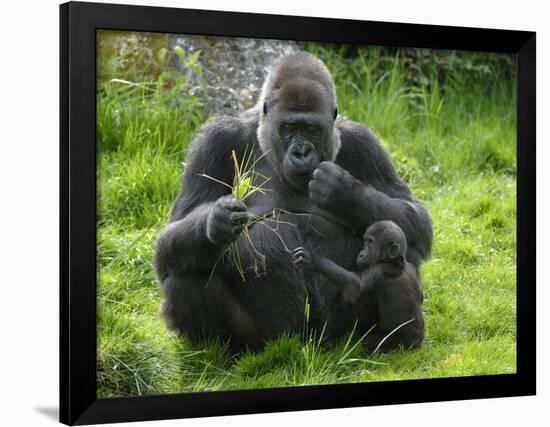 Western Lowland Gorilla Mother Feeding with Baby Investigating Grass. Captive, France-Eric Baccega-Framed Photographic Print