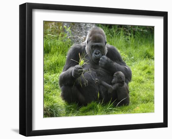 Western Lowland Gorilla Mother Feeding with Baby Investigating Grass. Captive, France-Eric Baccega-Framed Photographic Print