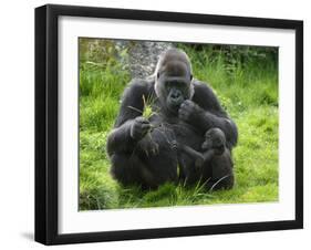 Western Lowland Gorilla Mother Feeding with Baby Investigating Grass. Captive, France-Eric Baccega-Framed Photographic Print