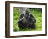 Western Lowland Gorilla Mother Feeding with Baby Investigating Grass. Captive, France-Eric Baccega-Framed Photographic Print