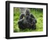 Western Lowland Gorilla Mother Feeding with Baby Investigating Grass. Captive, France-Eric Baccega-Framed Photographic Print