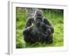 Western Lowland Gorilla Mother Feeding with Baby Investigating Grass. Captive, France-Eric Baccega-Framed Photographic Print