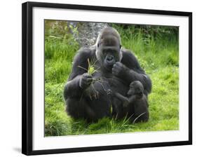 Western Lowland Gorilla Mother Feeding with Baby Investigating Grass. Captive, France-Eric Baccega-Framed Photographic Print