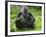 Western Lowland Gorilla Mother Feeding with Baby Investigating Grass. Captive, France-Eric Baccega-Framed Photographic Print