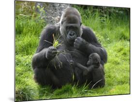 Western Lowland Gorilla Mother Feeding with Baby Investigating Grass. Captive, France-Eric Baccega-Mounted Photographic Print
