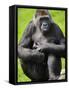 Western Lowland Gorilla Mother Holding Baby. Captive, France-Eric Baccega-Framed Stretched Canvas