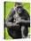 Western Lowland Gorilla Mother Holding Baby. Captive, France-Eric Baccega-Stretched Canvas