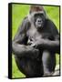 Western Lowland Gorilla Mother Holding Baby. Captive, France-Eric Baccega-Framed Stretched Canvas