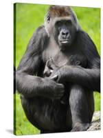 Western Lowland Gorilla Mother Holding Baby. Captive, France-Eric Baccega-Stretched Canvas