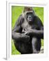 Western Lowland Gorilla Mother Holding Baby. Captive, France-Eric Baccega-Framed Premium Photographic Print