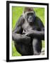 Western Lowland Gorilla Mother Holding Baby. Captive, France-Eric Baccega-Framed Premium Photographic Print