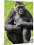 Western Lowland Gorilla Mother Holding Baby. Captive, France-Eric Baccega-Mounted Premium Photographic Print