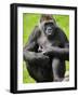 Western Lowland Gorilla Mother Holding Baby. Captive, France-Eric Baccega-Framed Photographic Print