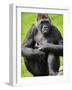 Western Lowland Gorilla Mother Holding Baby. Captive, France-Eric Baccega-Framed Photographic Print