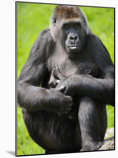 Western Lowland Gorilla Mother Holding Baby. Captive, France-Eric Baccega-Mounted Photographic Print