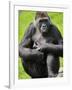 Western Lowland Gorilla Mother Holding Baby. Captive, France-Eric Baccega-Framed Photographic Print