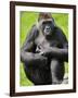 Western Lowland Gorilla Mother Holding Baby. Captive, France-Eric Baccega-Framed Photographic Print