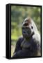Western Lowland Gorilla Silverback Male-null-Framed Stretched Canvas