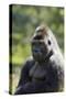 Western Lowland Gorilla Silverback Male-null-Stretched Canvas