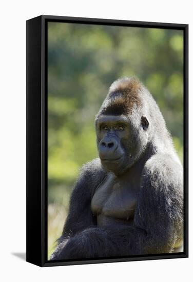 Western Lowland Gorilla Silverback Male-null-Framed Stretched Canvas