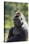 Western Lowland Gorilla Silverback Male-null-Stretched Canvas