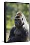 Western Lowland Gorilla Silverback Male-null-Framed Stretched Canvas