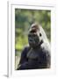 Western Lowland Gorilla Silverback Male-null-Framed Photographic Print