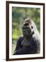 Western Lowland Gorilla Silverback Male-null-Framed Photographic Print