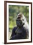 Western Lowland Gorilla Silverback Male-null-Framed Photographic Print