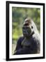 Western Lowland Gorilla Silverback Male-null-Framed Photographic Print