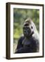 Western Lowland Gorilla Silverback Male-null-Framed Photographic Print