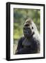 Western Lowland Gorilla Silverback Male-null-Framed Photographic Print