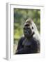 Western Lowland Gorilla Silverback Male-null-Framed Photographic Print