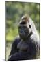 Western Lowland Gorilla Silverback Male-null-Mounted Photographic Print