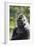 Western Lowland Gorilla Silverback Male-null-Framed Photographic Print