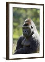 Western Lowland Gorilla Silverback Male-null-Framed Photographic Print