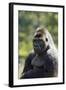 Western Lowland Gorilla Silverback Male-null-Framed Photographic Print