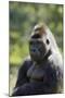 Western Lowland Gorilla Silverback Male-null-Mounted Photographic Print