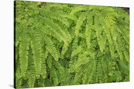 Western maidenhair fern, Columbia River Gorge National Scenic Area, Oregon-Adam Jones-Stretched Canvas