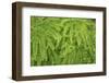 Western maidenhair fern, Columbia River Gorge National Scenic Area, Oregon-Adam Jones-Framed Photographic Print