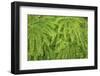 Western maidenhair fern, Columbia River Gorge National Scenic Area, Oregon-Adam Jones-Framed Photographic Print