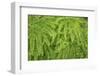 Western maidenhair fern, Columbia River Gorge National Scenic Area, Oregon-Adam Jones-Framed Photographic Print